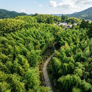 Paisaje realista de un bosque de bambú desde el aire